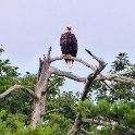 Eagle in a tree 2